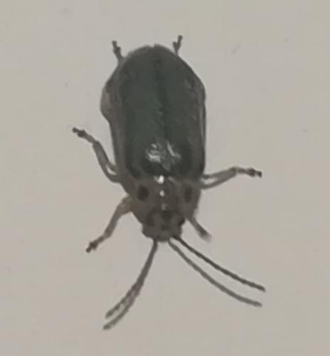Réf. 336 037 : Xanthogaleruca luteola